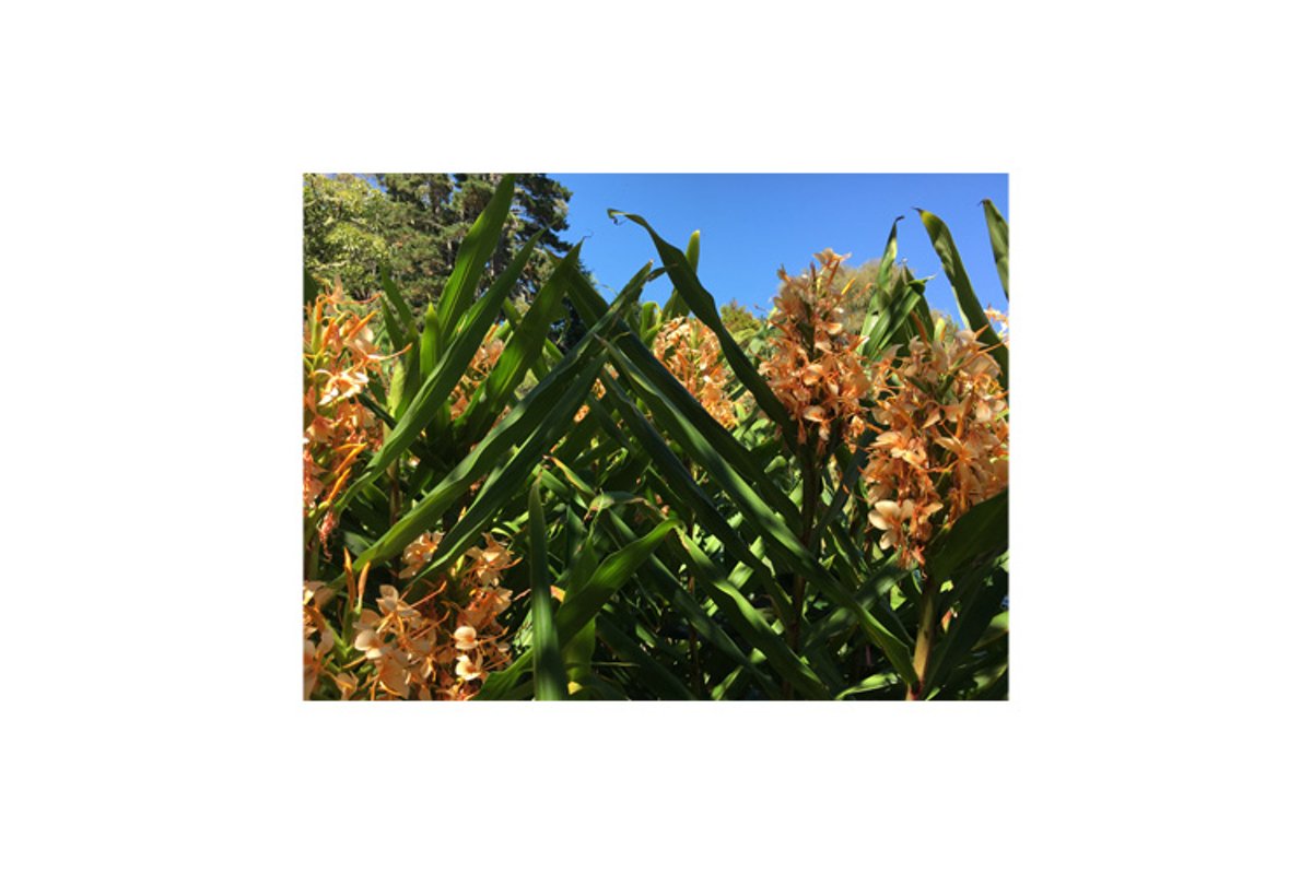 Photo of the flower of Grevillea Deua Gold plant example image 1