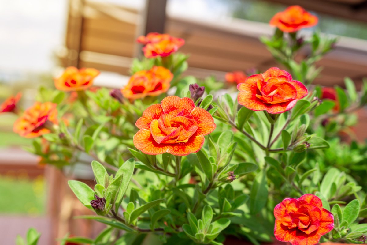 Calibrachoa flower in bloom example image 1