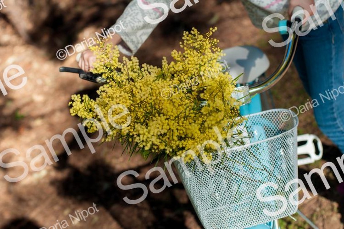 Wattle tree flowers. Mimosa. Acacia example image 1