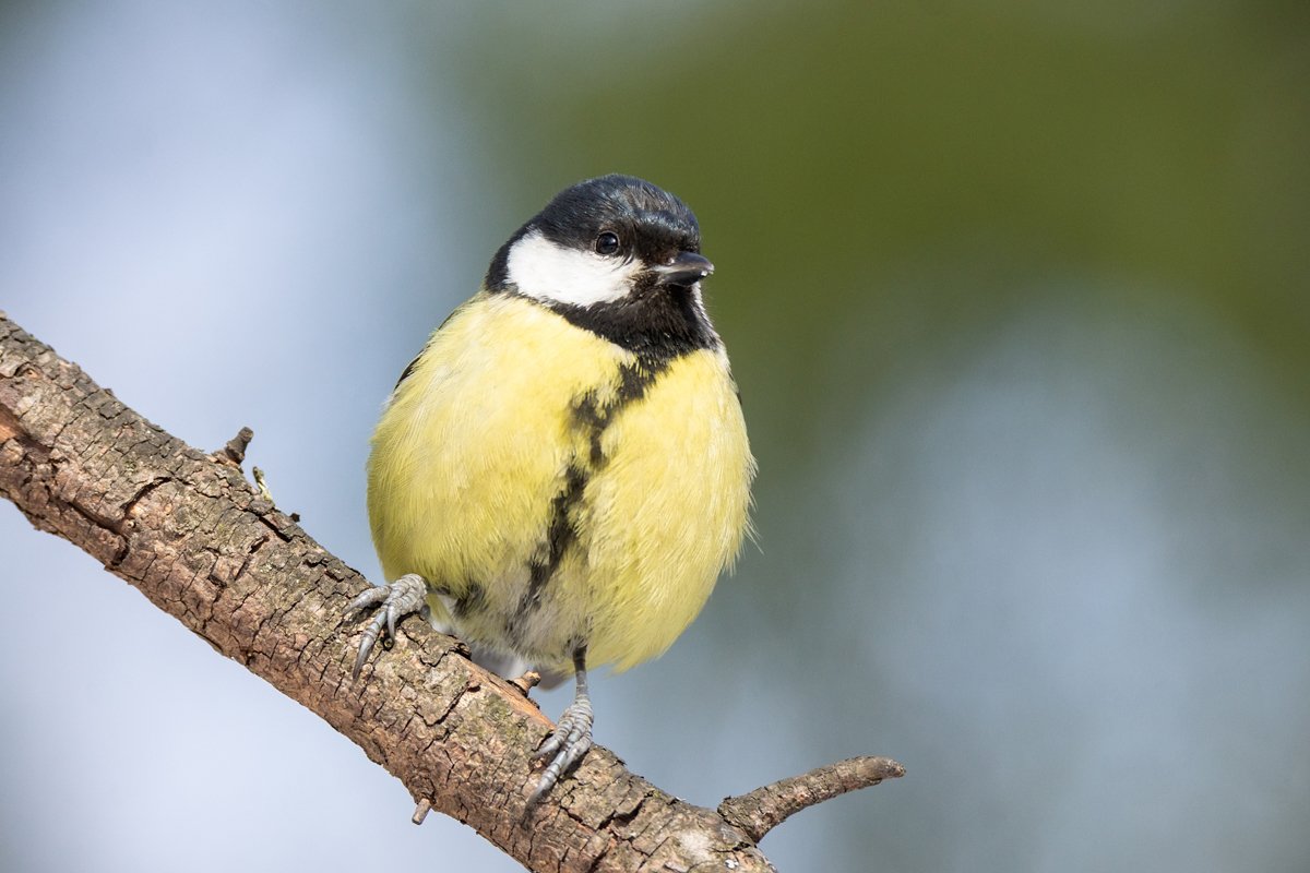 the bird Park in winter Parus major example image 1