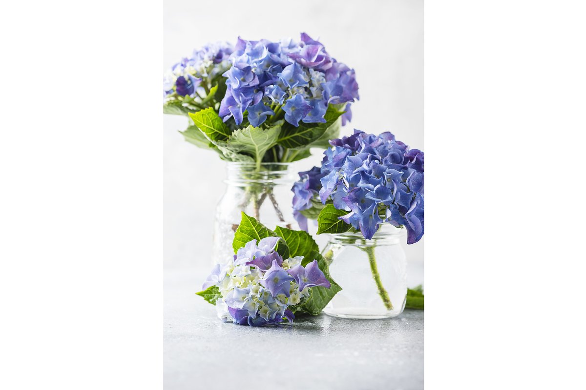 Greeting card concept. Amazing blue hydrangea flowers example image 1