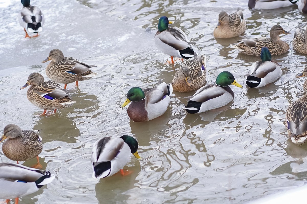 A flock of ducks are swimming in the water in winter example image 1