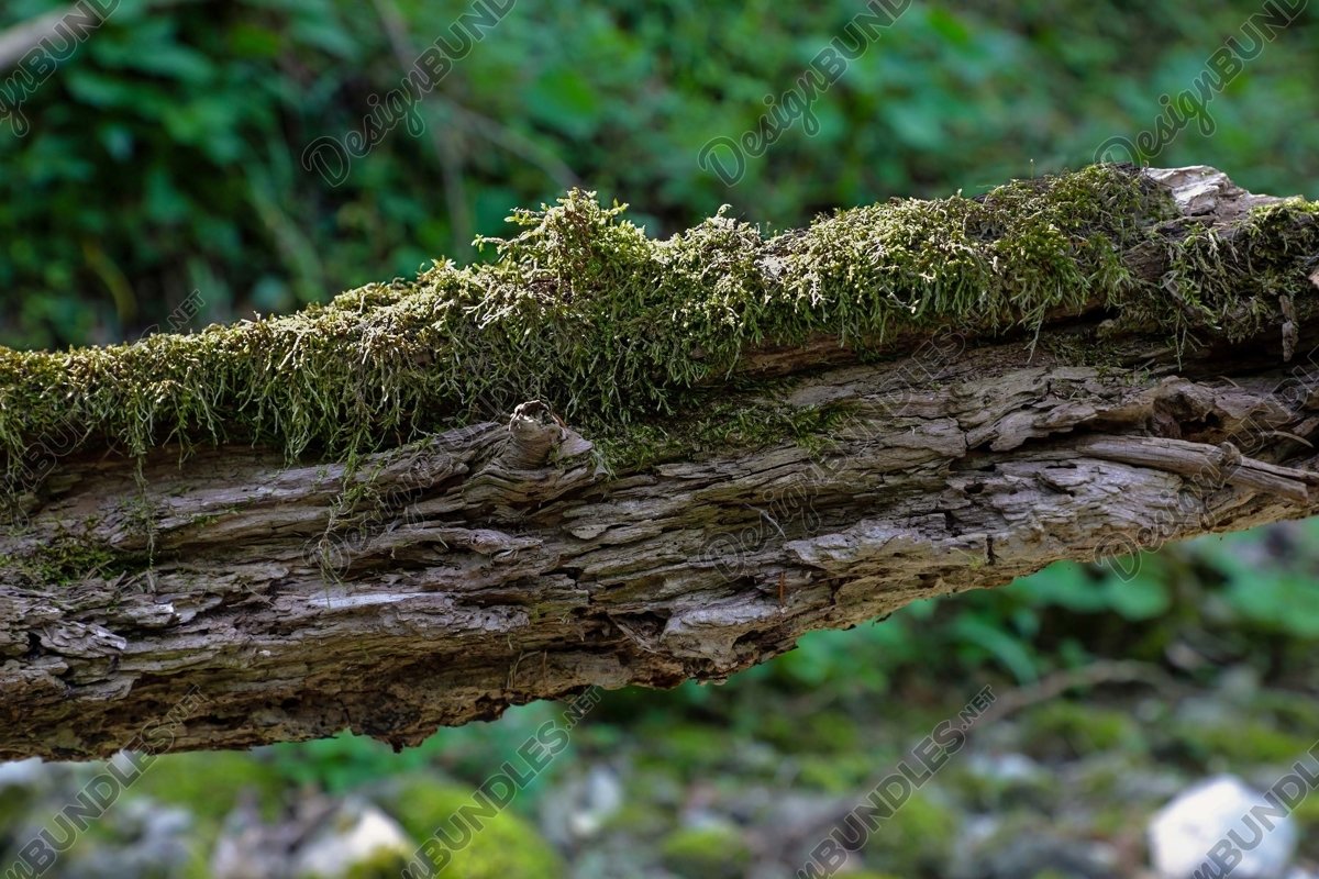 Stock Photo - Close-Up Of Tree Trunk In Forest example image 1