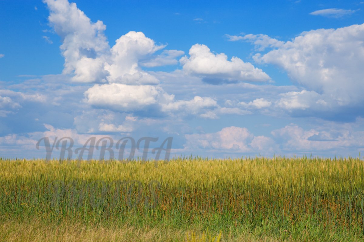 Wheat on field and clouds sky example image 1