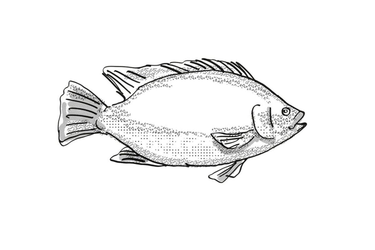 Tilapia Fish Cartoon Retro Drawing (361228) Illustrations Design
