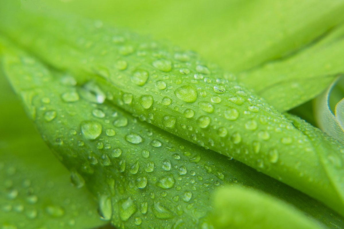 green leaf plant macro close-up with dew drops example image 1