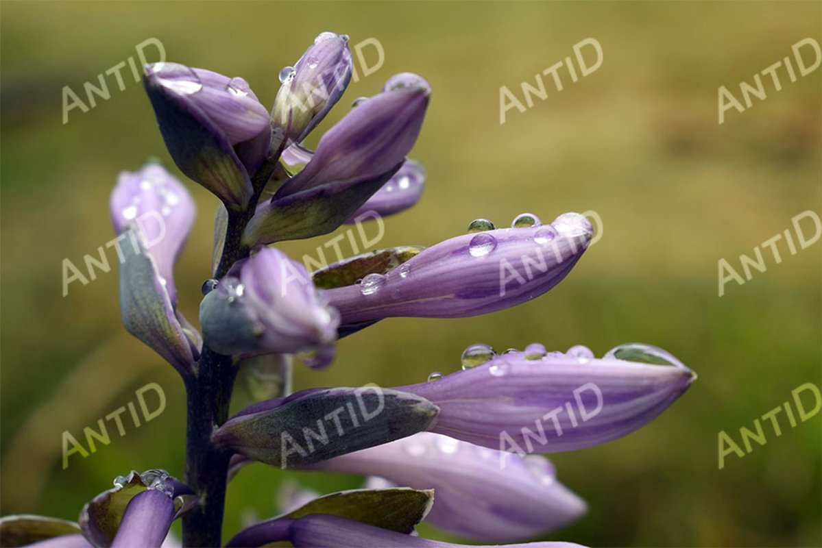 Flowers garden plant hosta after the rain. example image 1