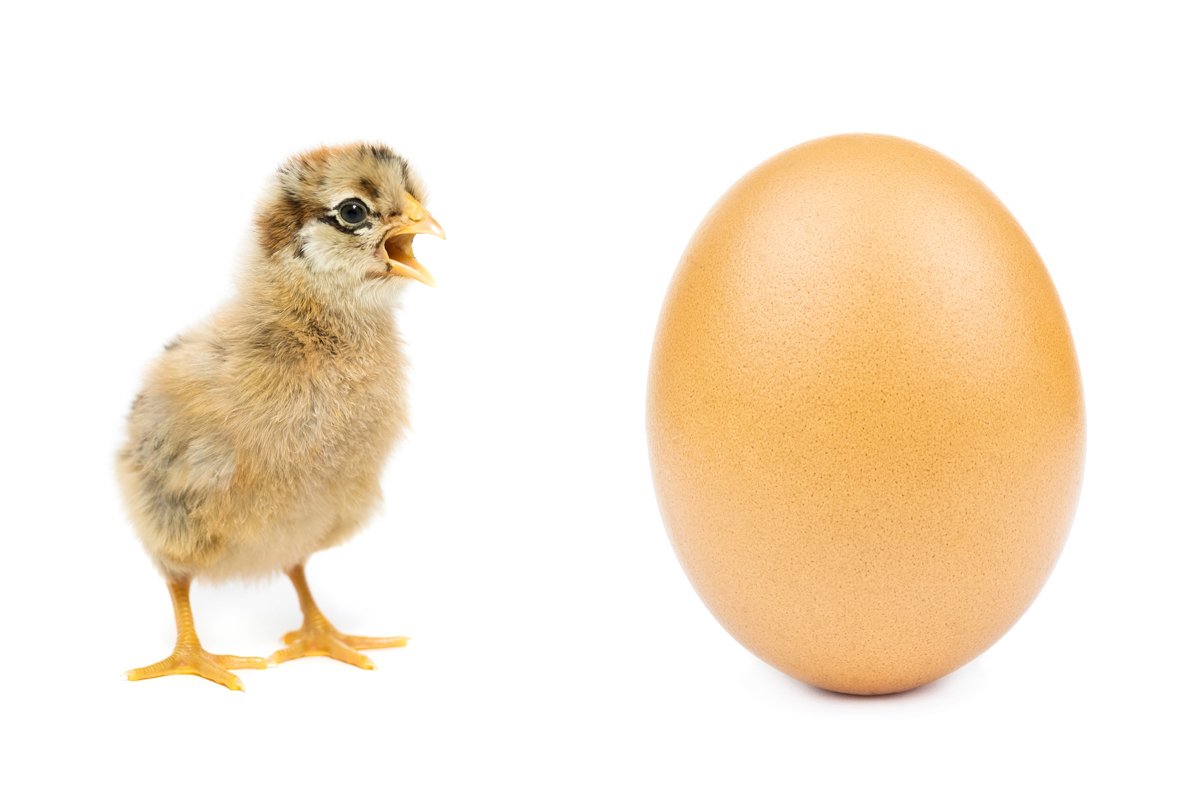 chicken egg on white background example image 1
