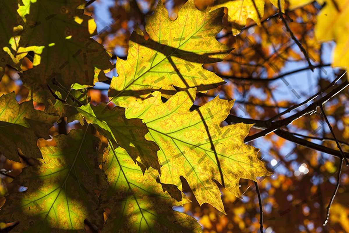oak autumn example image 1