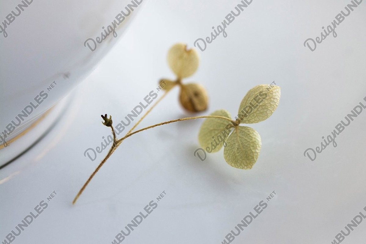 Stock Photo - White Flower on white background example image 1