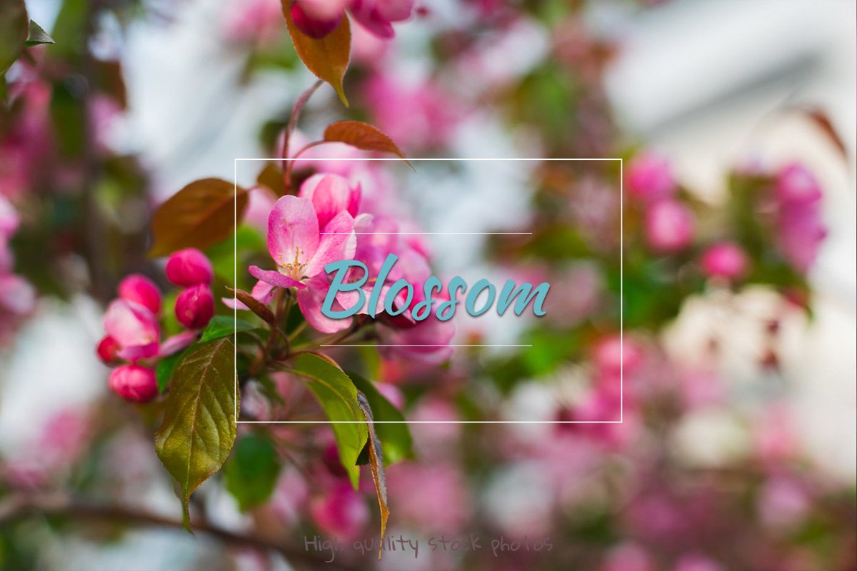 Blossom, spring Flowers example image 1
