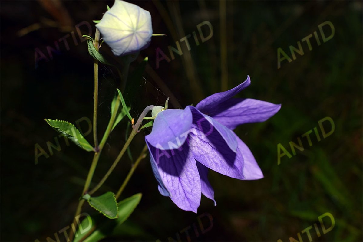 Beautiful blue bells. Summer garden. example image 1