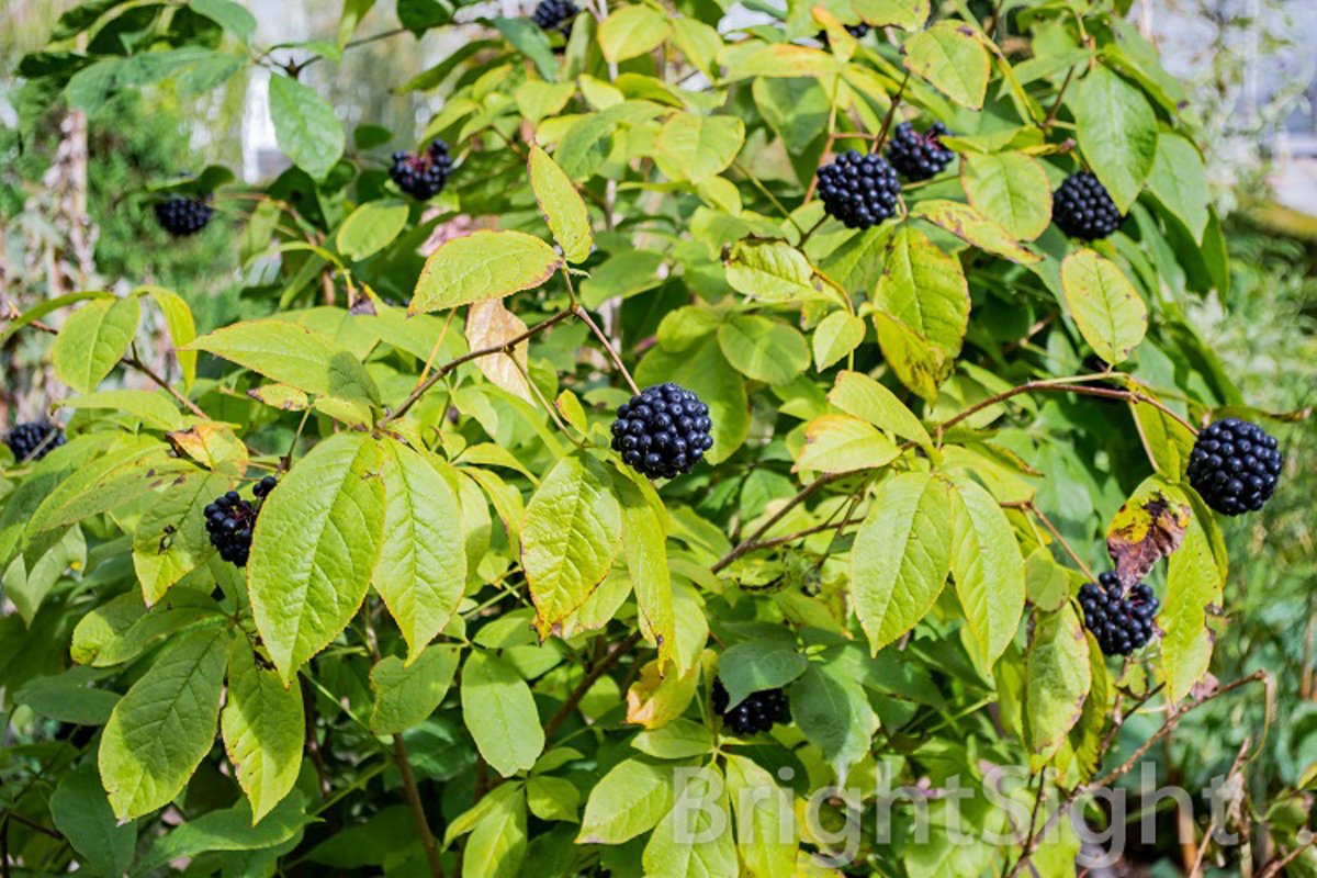 Eleuterococcus with berries example image 1