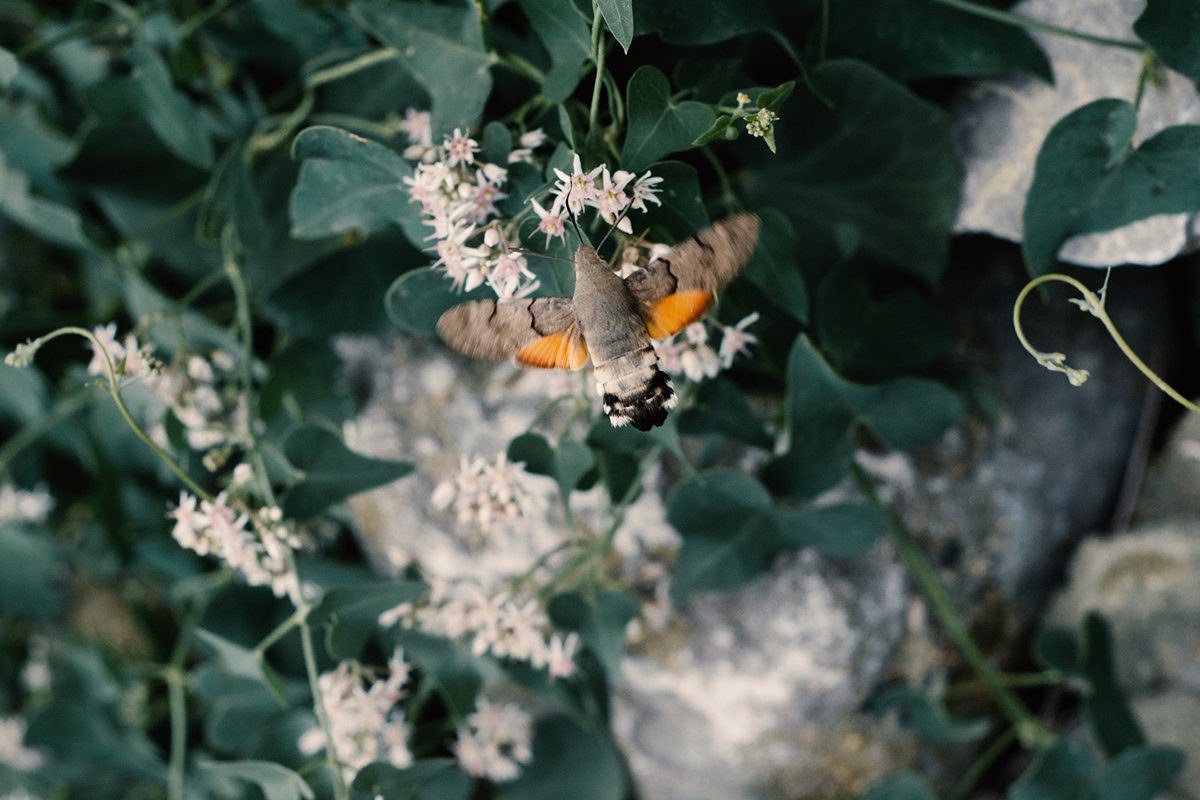 Hummingbird on a green background example image 1