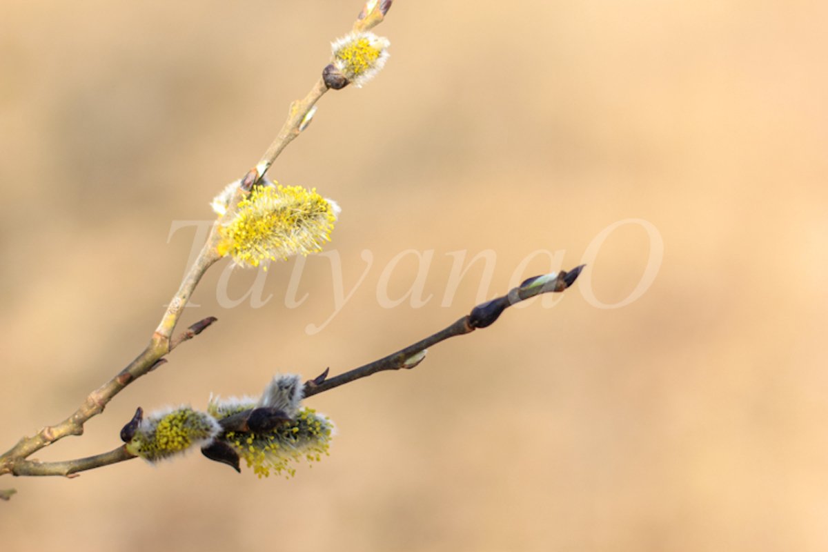 Willow branches with fluffy catkins, buds, flowers. example image 1
