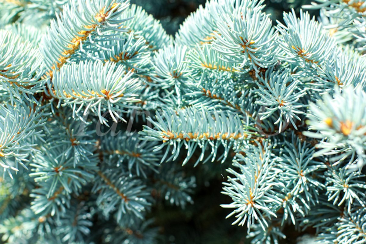 Blue spruce background. Coniferous tree. example image 1