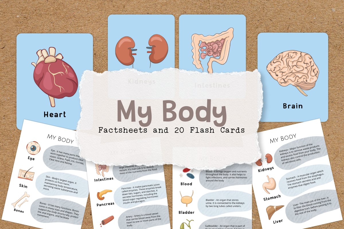 My Body Educational Fact Sheets and Flash Cards example image 1