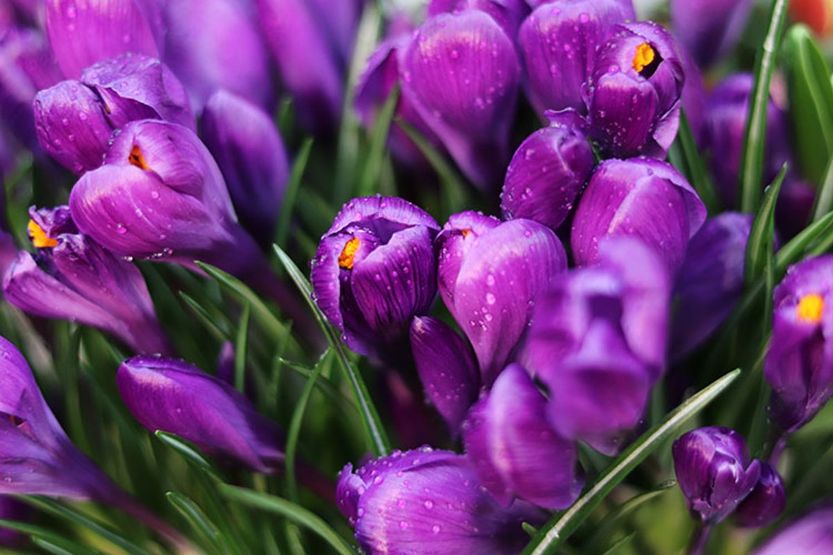 flowers Crocus Colchicum in the garden example image 1