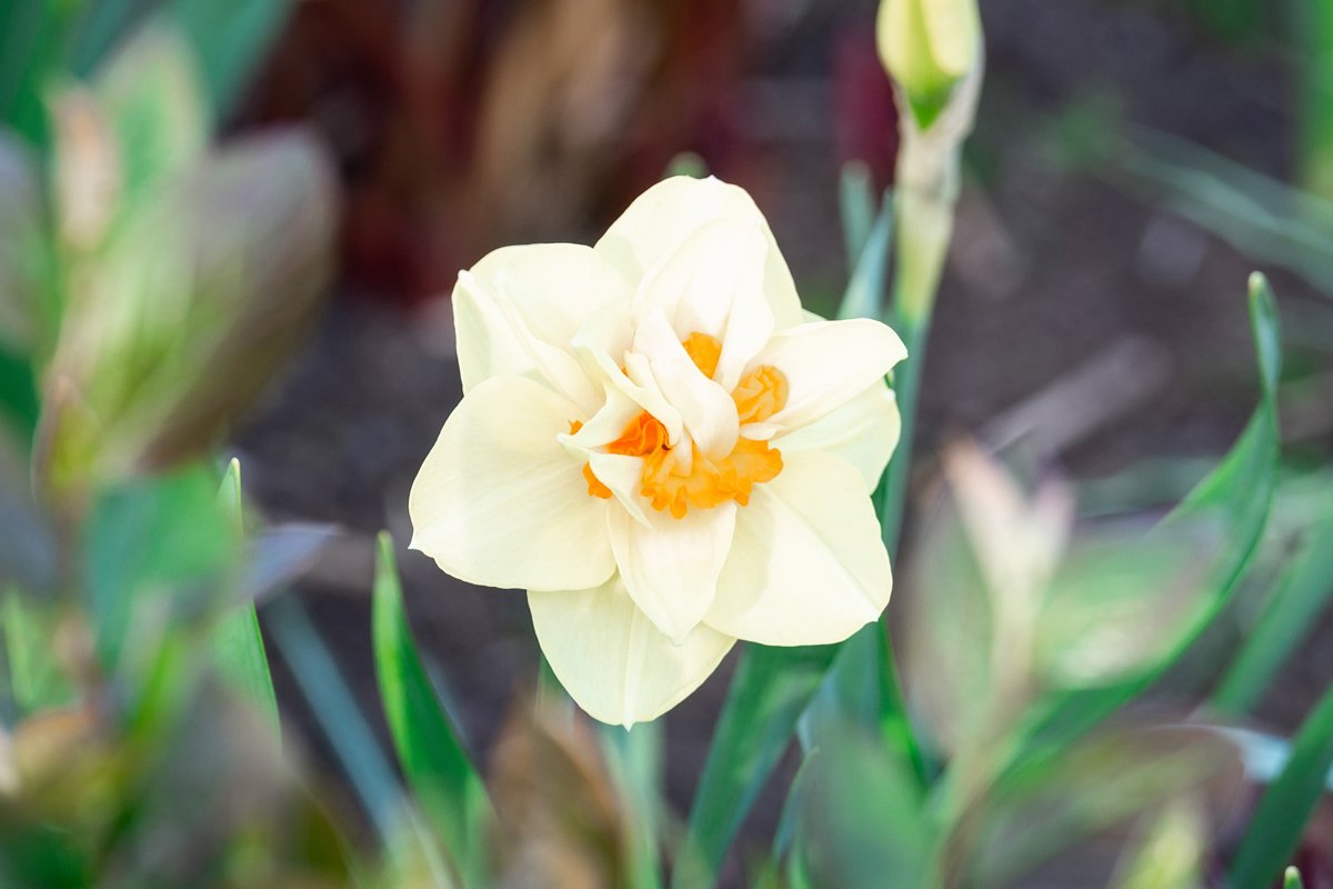 White narcissus Narcissus poeticus example image 1