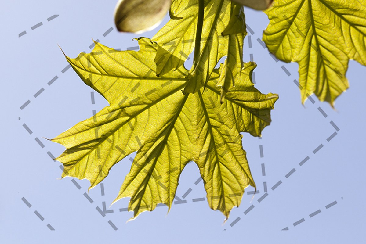 foliage of maple example image 1