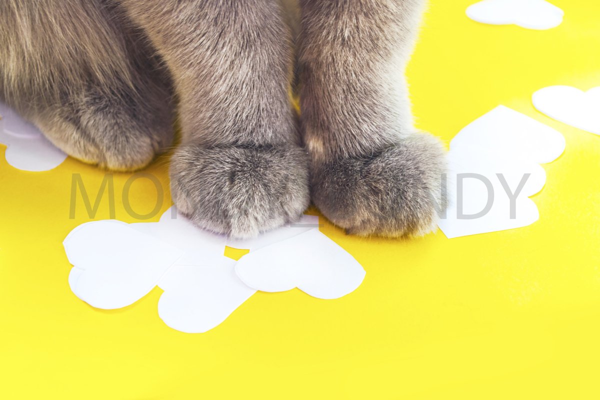 cat legs on a yellow background close-up example image 1