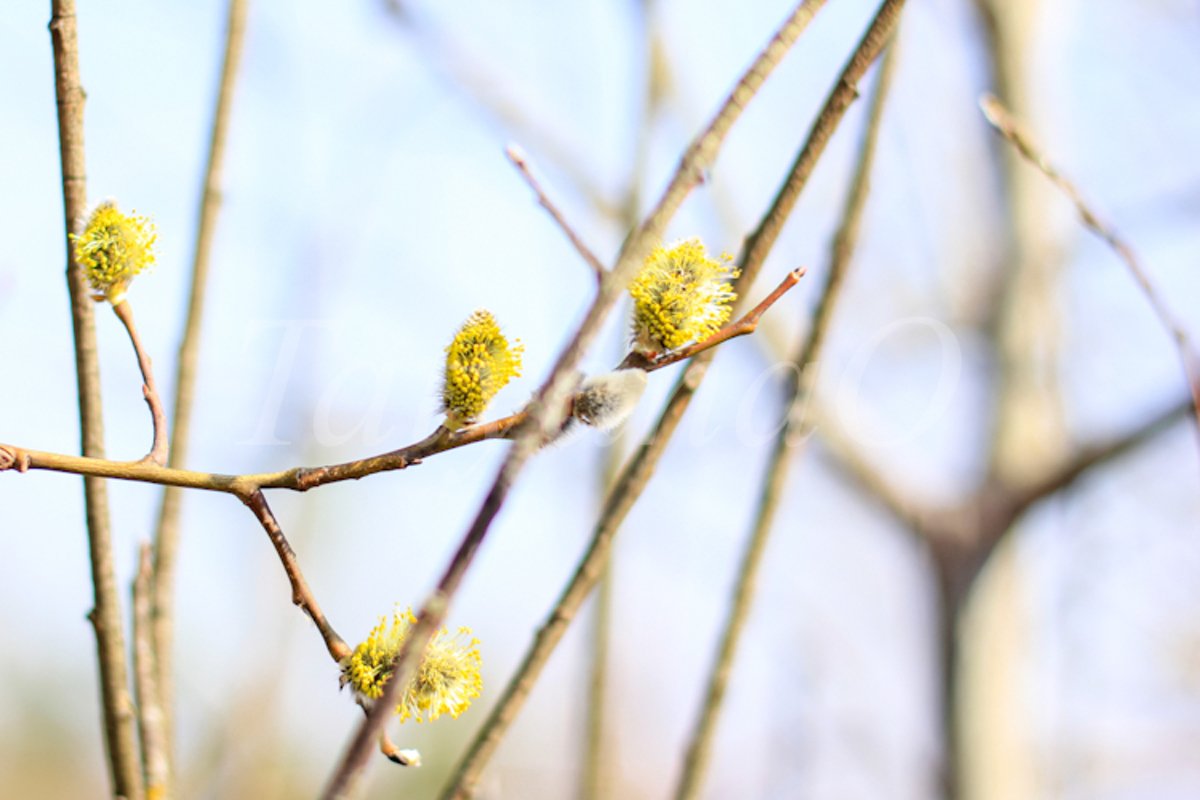 Willow branches with fluffy catkins, buds, flowers. example image 1