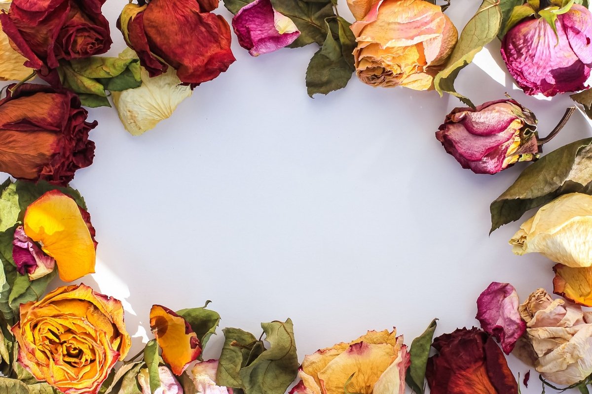 Frame of laid out dry buds of roses, petals, leaves example image 1