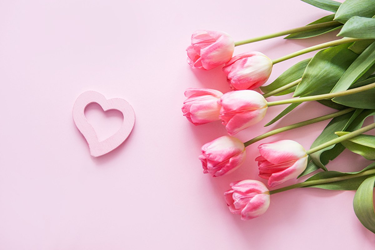 Pink Tulip flower are arranged on a pink background. example image 1