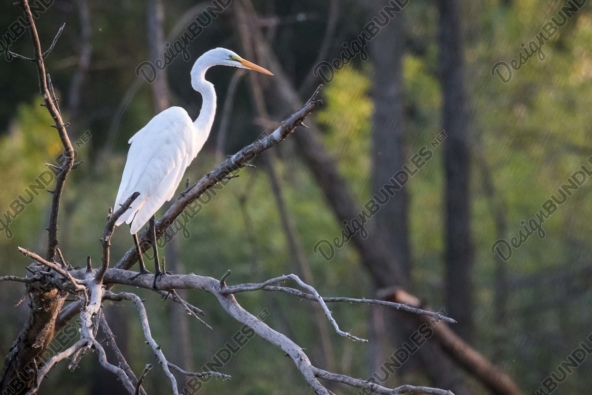 Stock Photo - Great egret example image 1