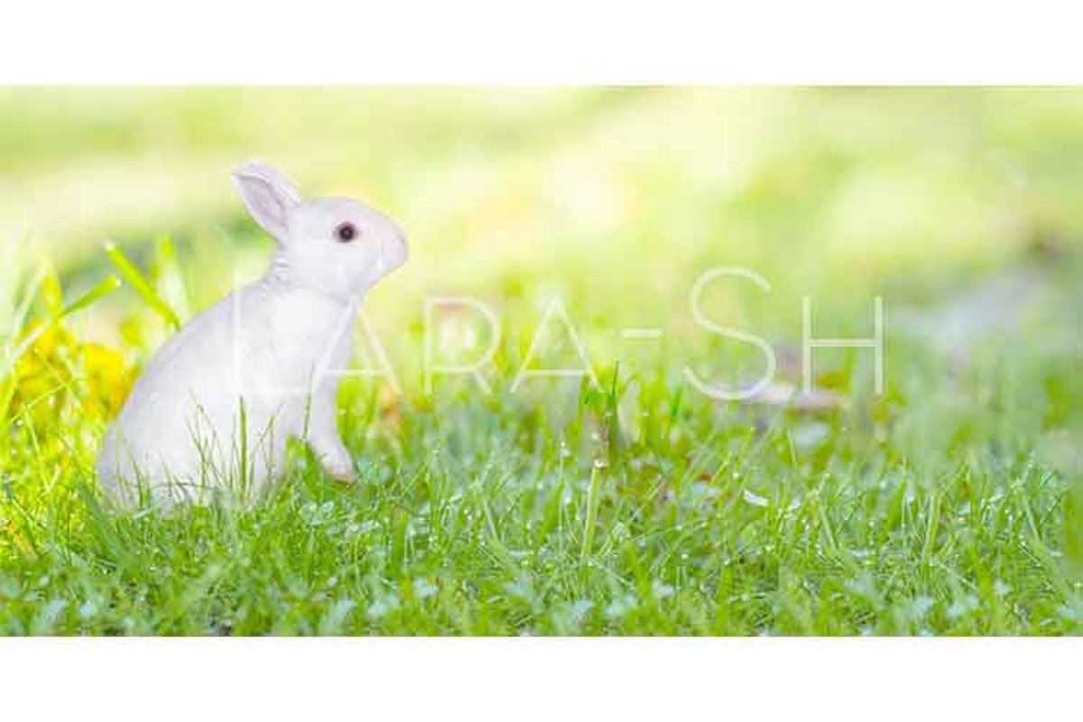 Easter concept with white bunny on fresh green grass example image 1