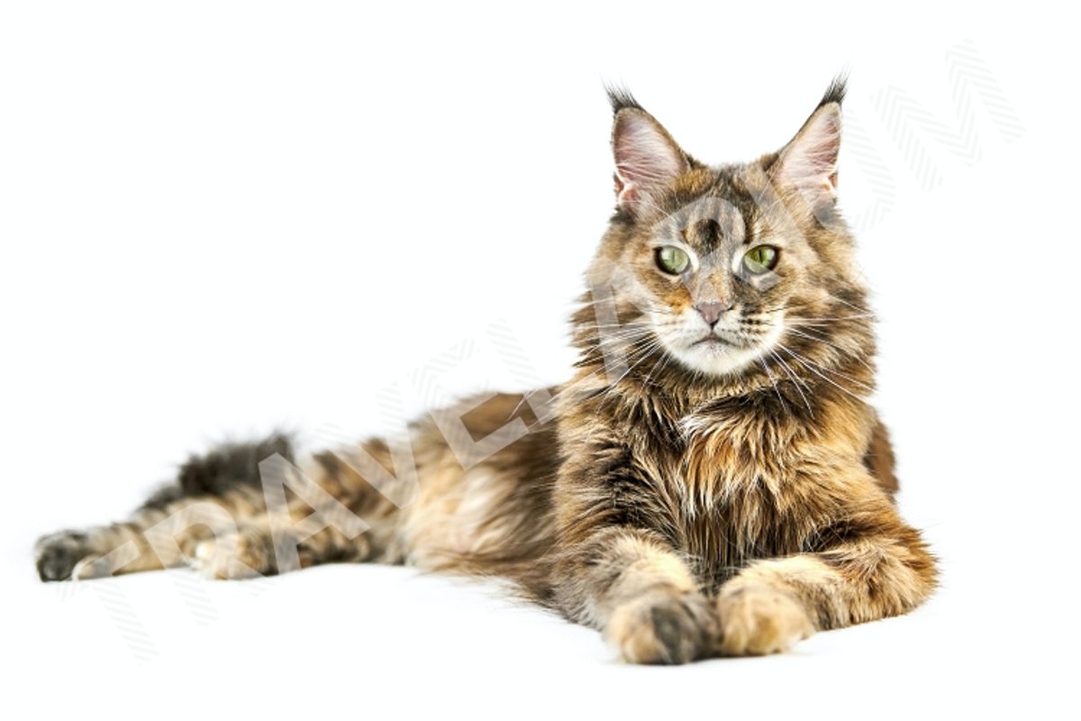 Adult Maine coon cat, isolated. example image 1