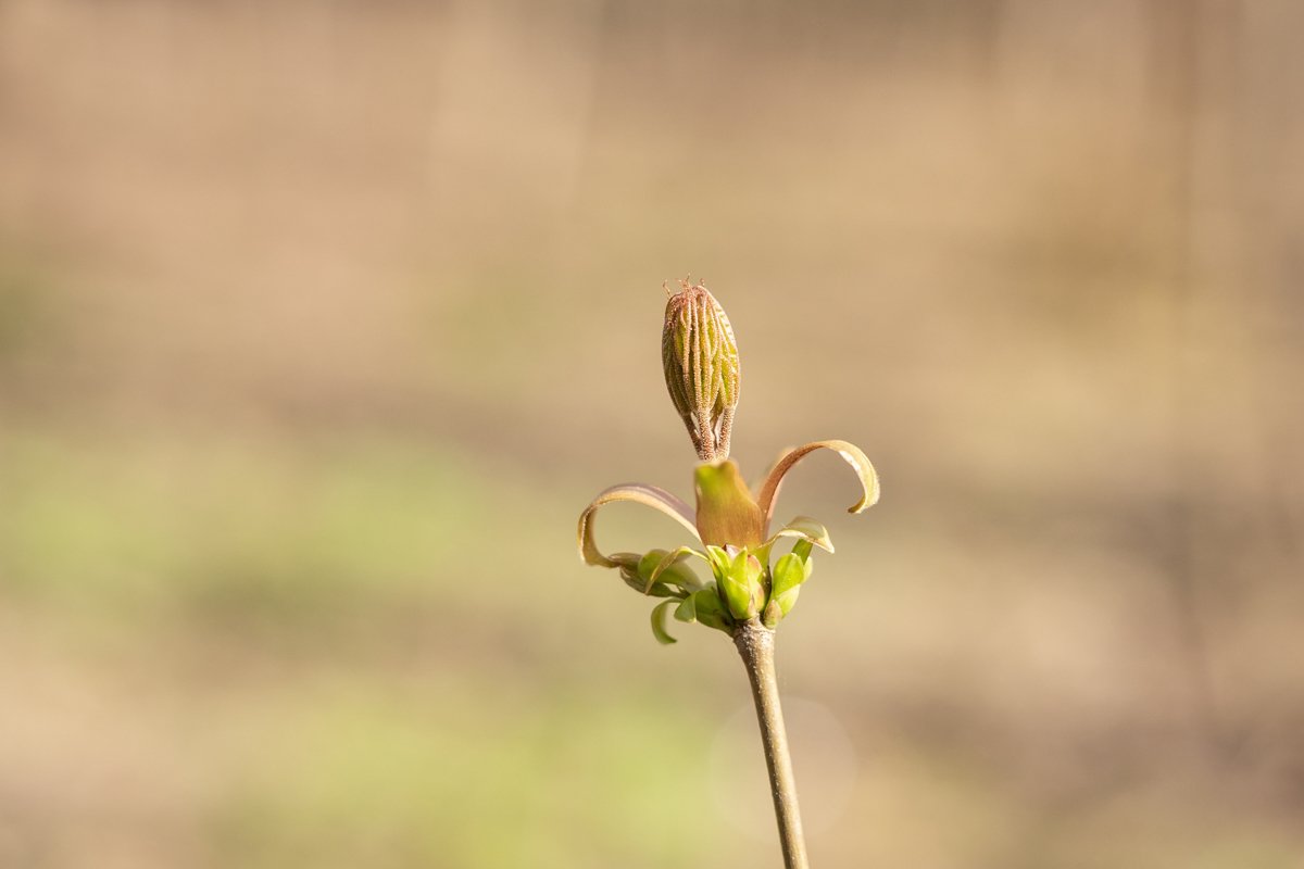 Spring leaves and buds example image 1