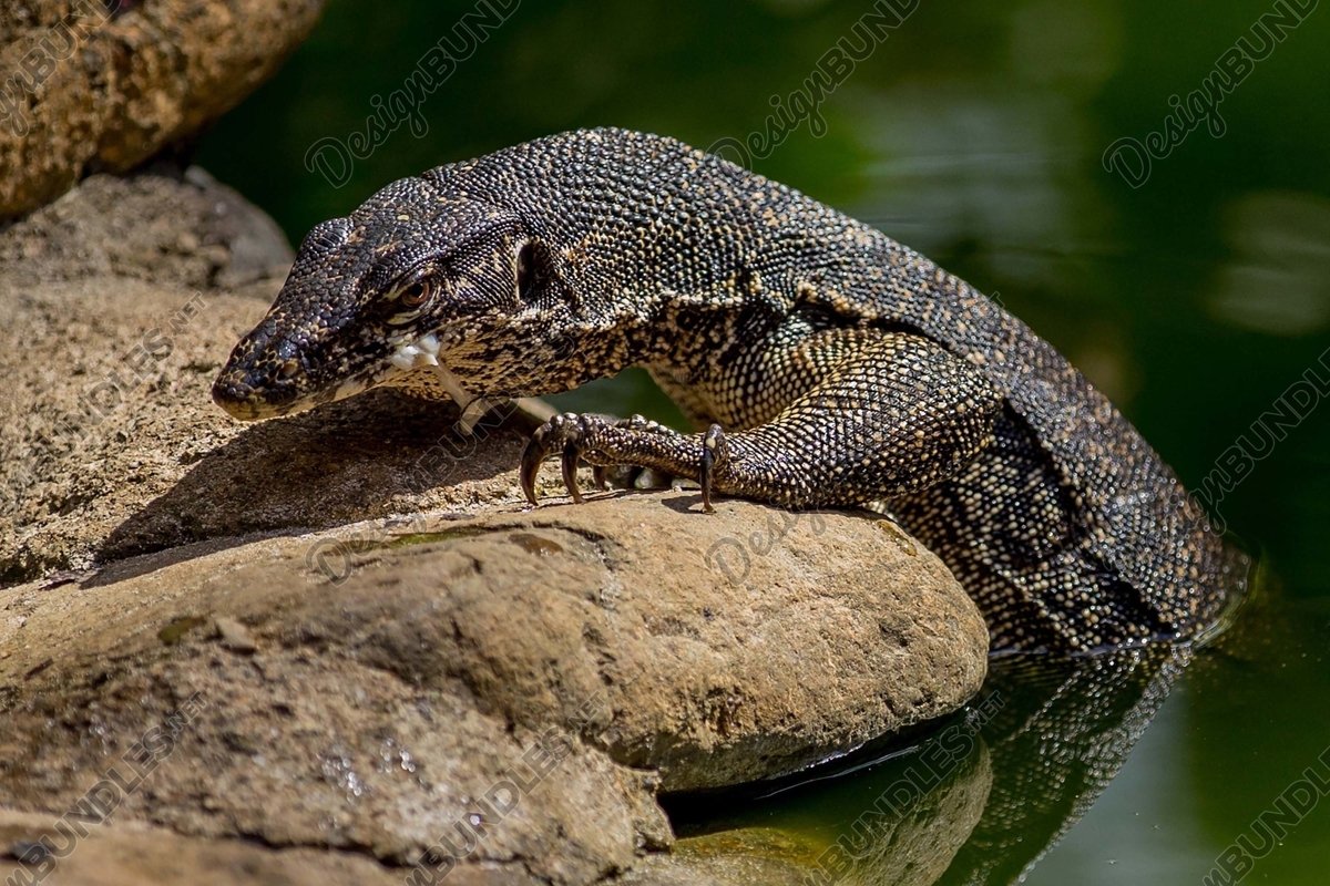 Stock Photo - Monitor Lizard on a rock example image 1