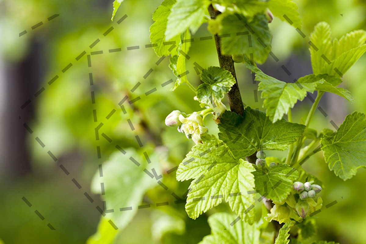 spring flowering currant example image 1