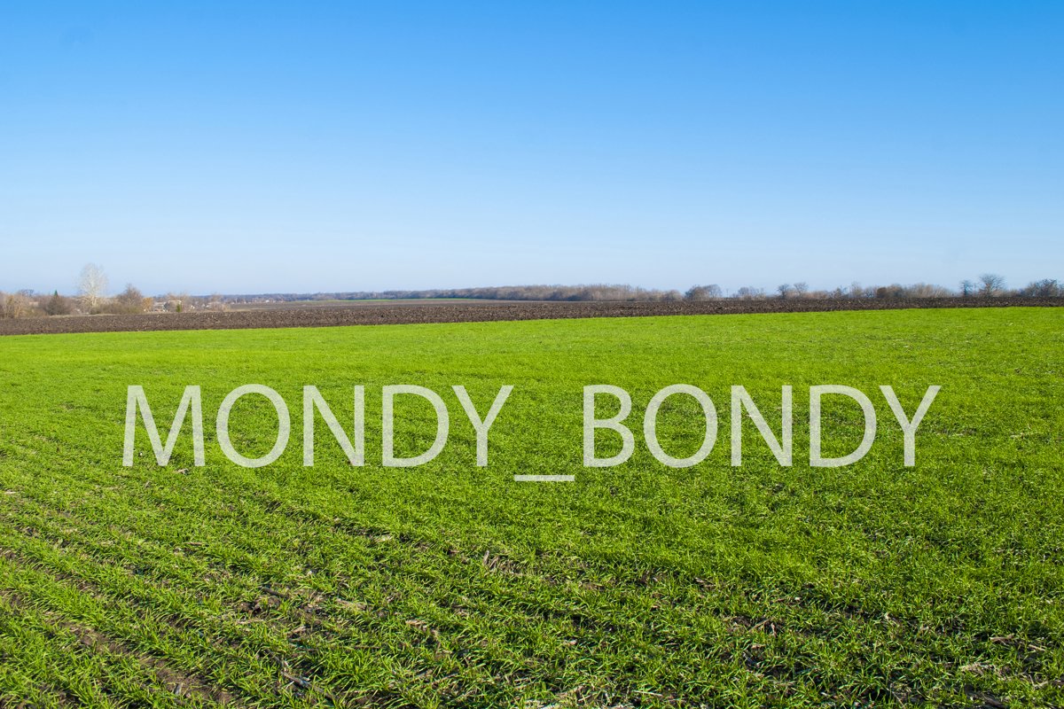 Green wheat field and blue sky example image 1