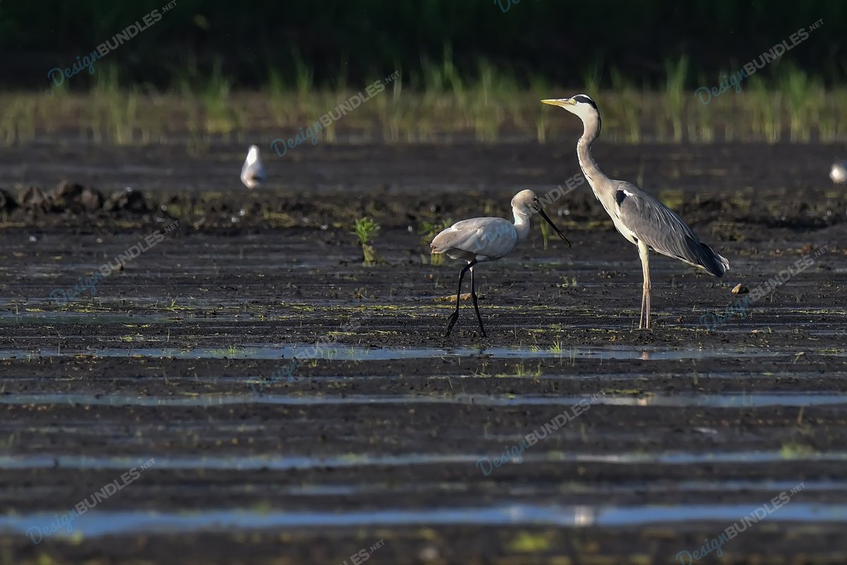 Stock Photo - Wild Bird In Natural Habitat example image 1
