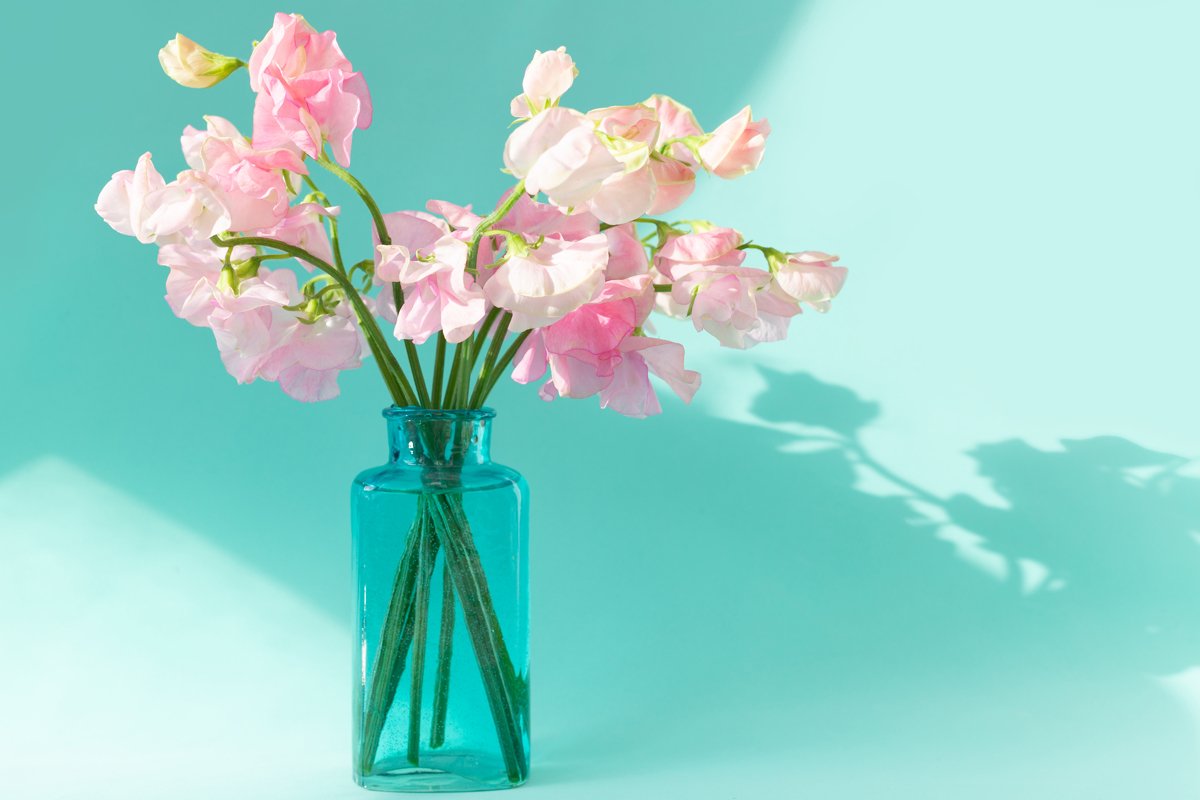 Bouquet of pink sweet peas flowers. Lathyrus in blue vase example image 1