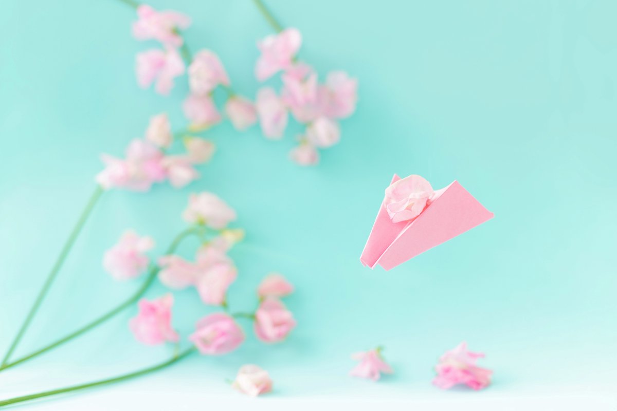 Paper airplane,pink sweet peas Lathyrus flowers.Blue colour example image 1