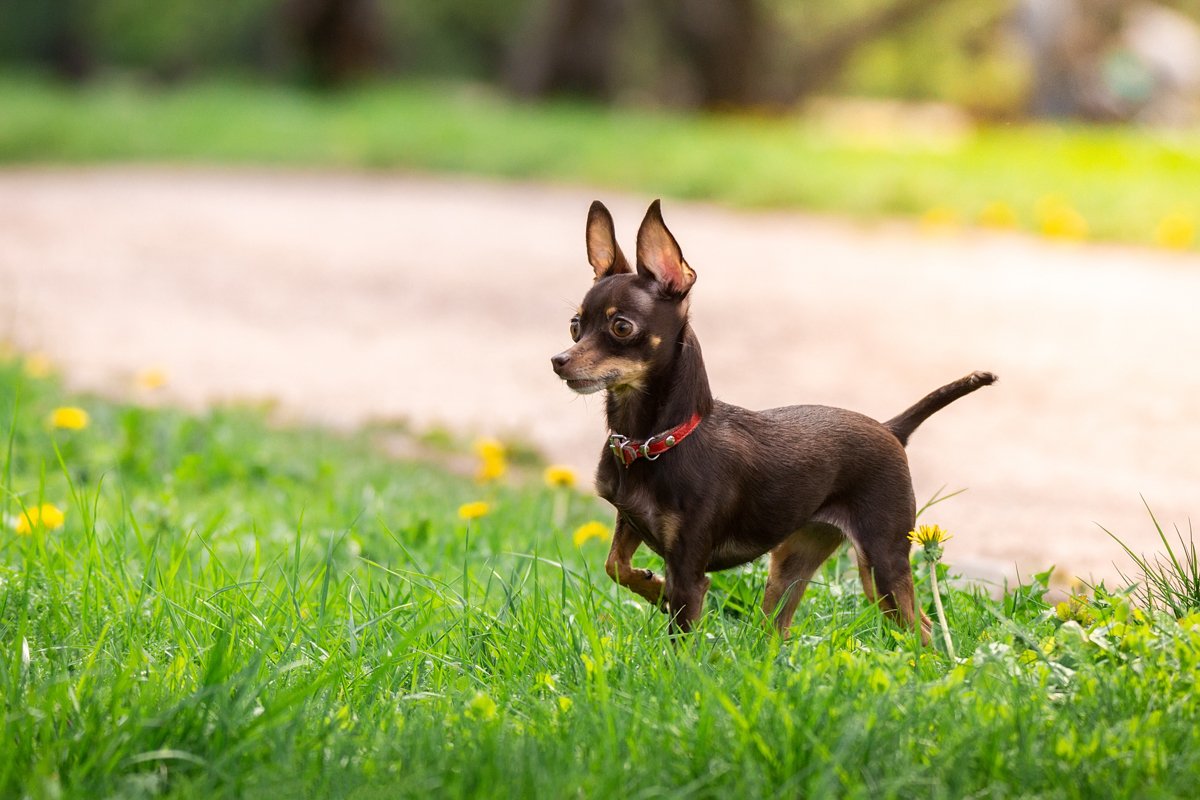 A dog toy terrier example image 1