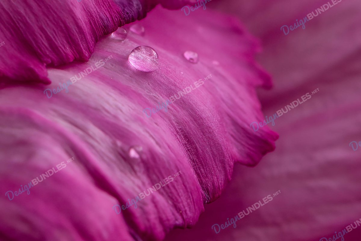 Stock Photo - Close-Up Of Fresh Flower With Raindrops example image 1