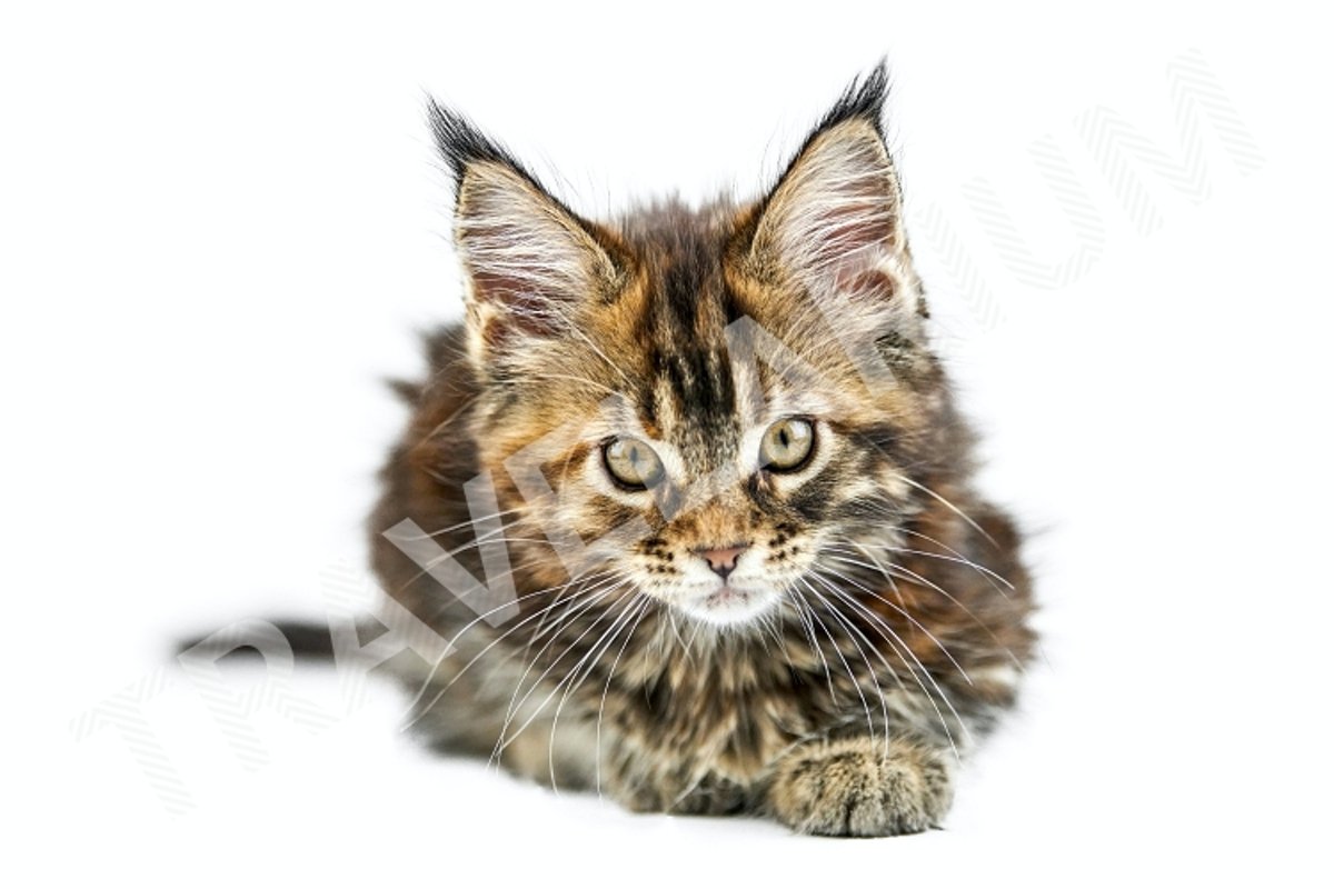 Tortoiseshell Maine coon kitten, isolated. example image 1