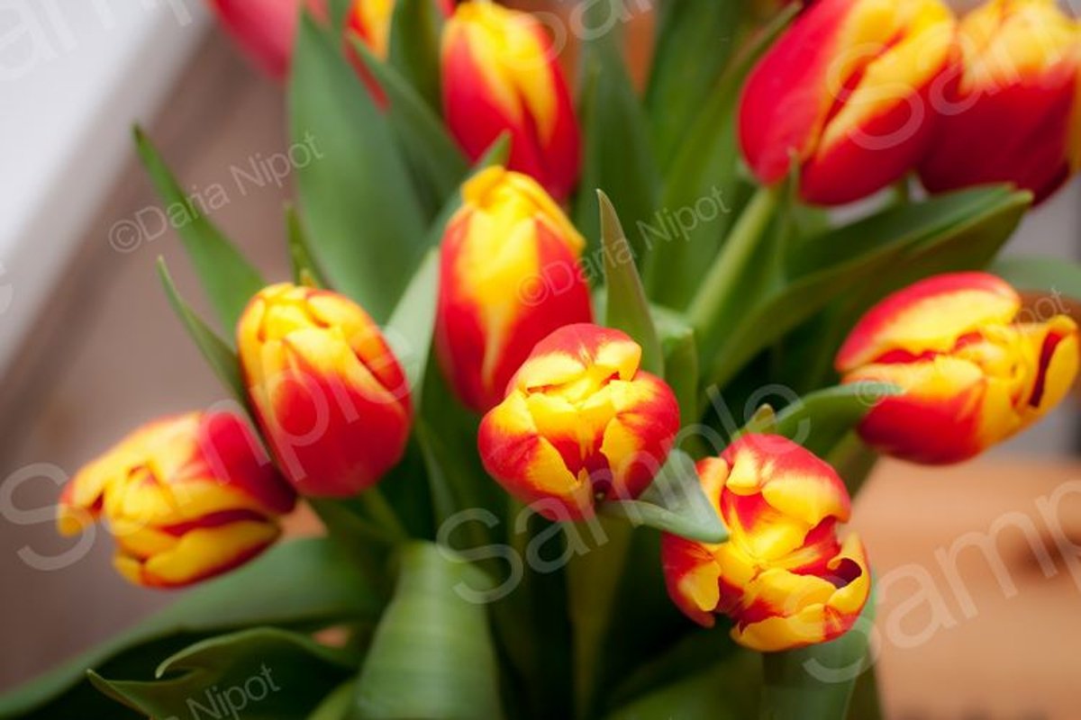 Bouquet of beautiful colorful tulips example image 1