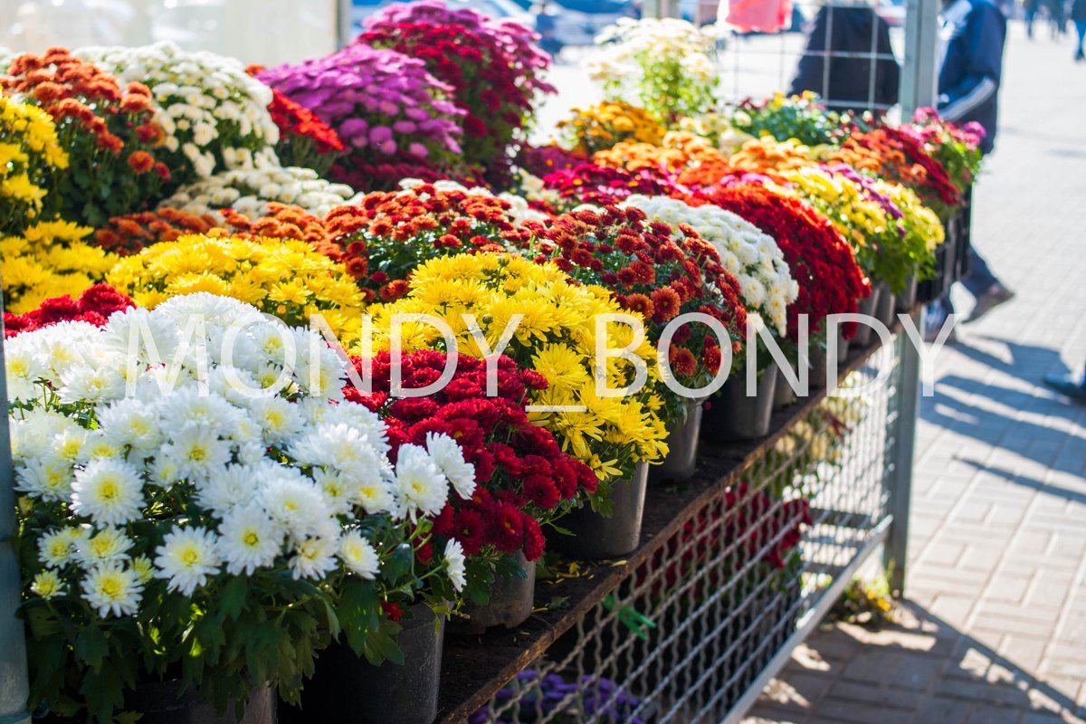 Autumn flowers in a pot close-up example image 1