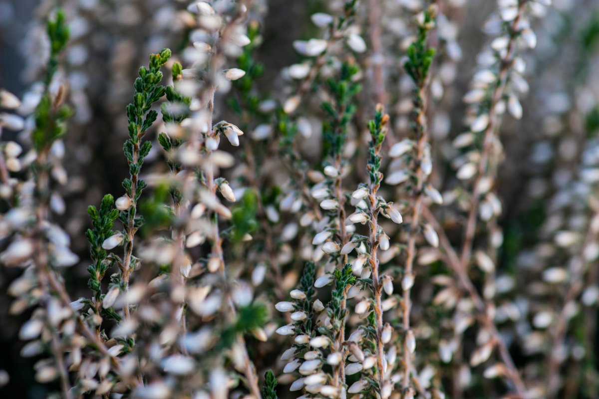 Calluna flowers blooming in a garden as a natural background example image 1