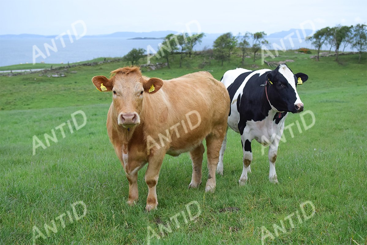 Cows graze on a green pasture by the sea. example image 1