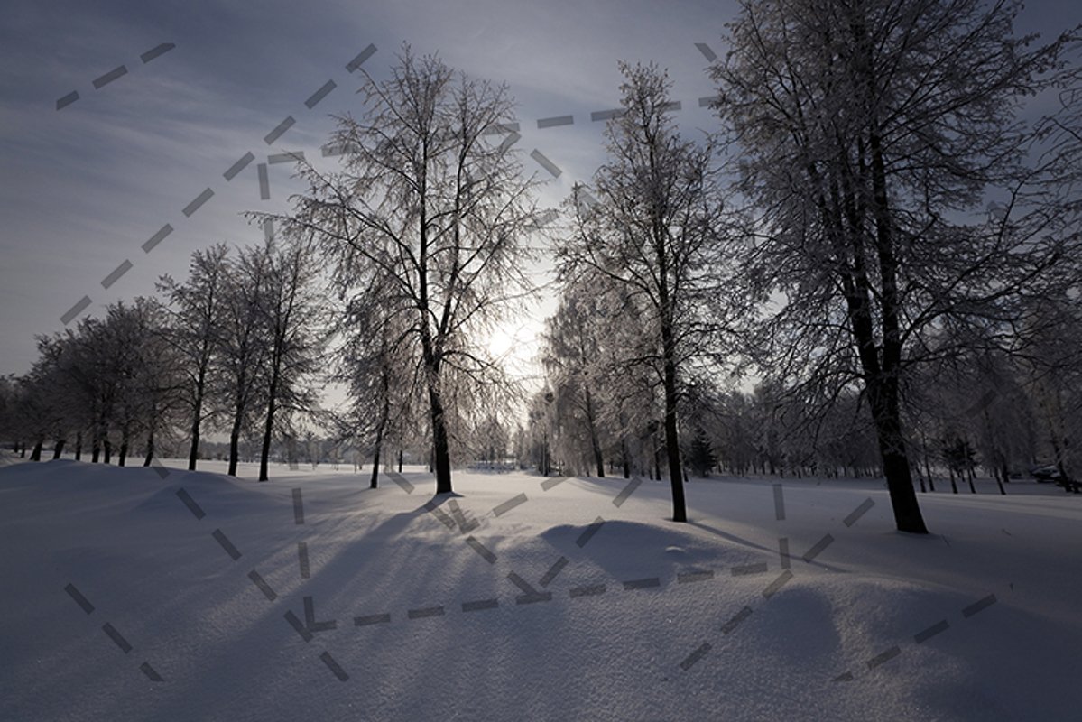 trees in the park example image 1