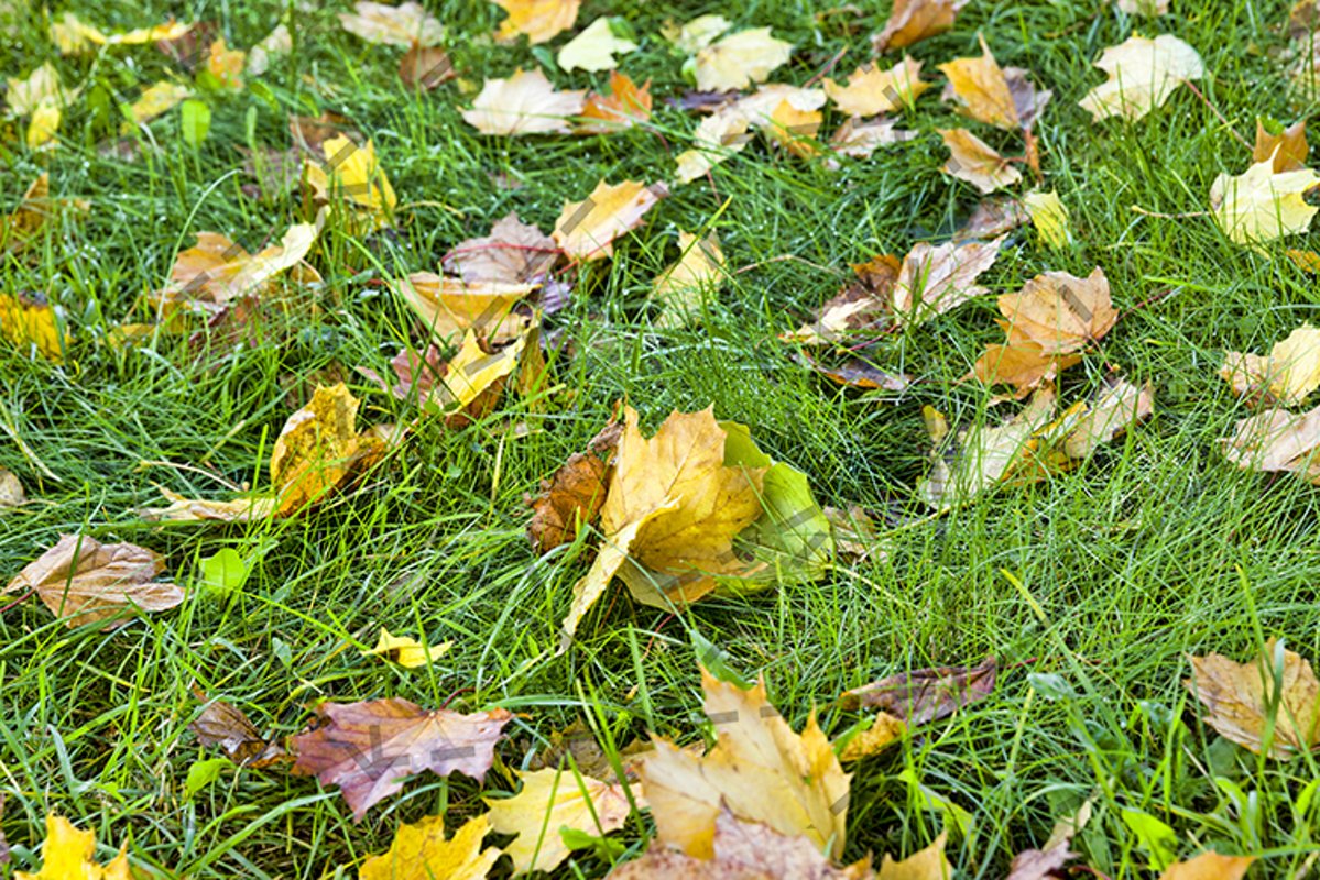 grass foliage autumn. example image 1