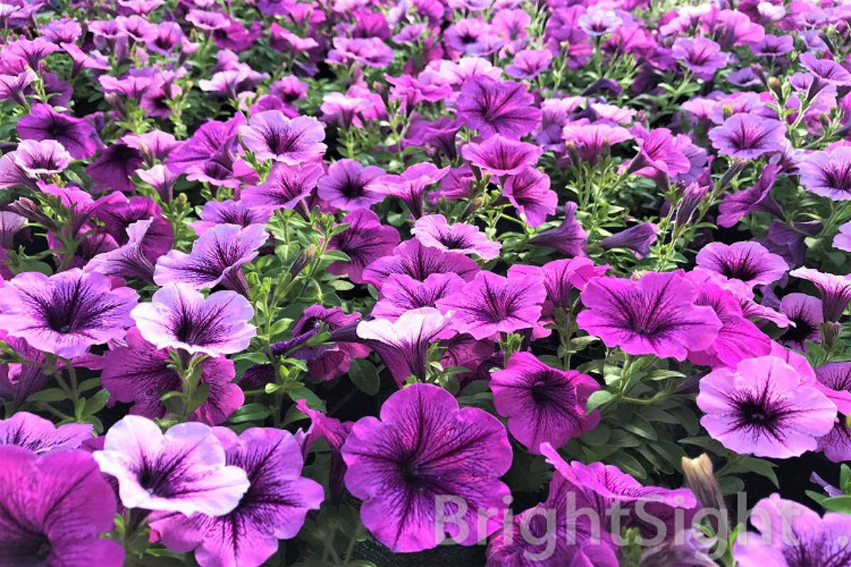 Pink petunia carpet example image 1
