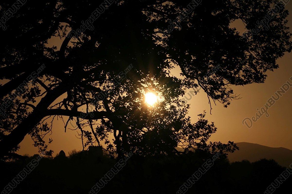 Stock Photo - Silhouette Of Trees At Sunset example image 1