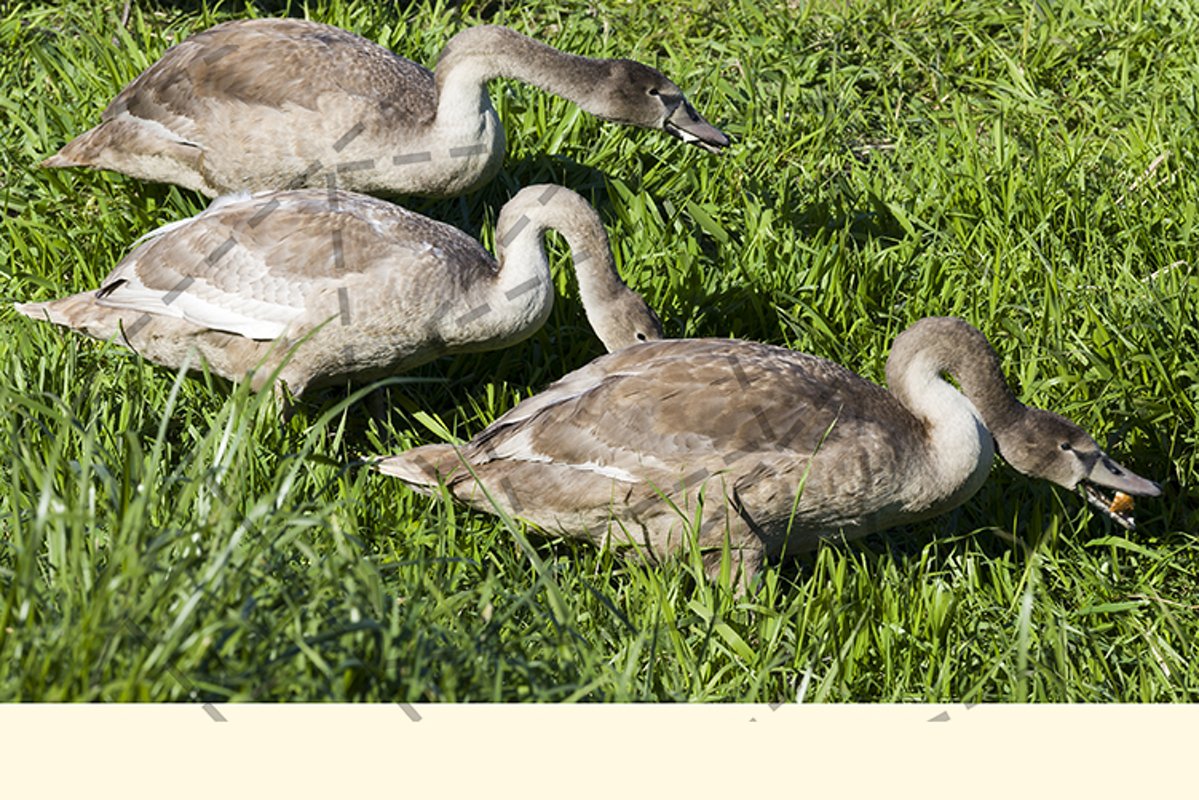 Swans family feeding example image 1